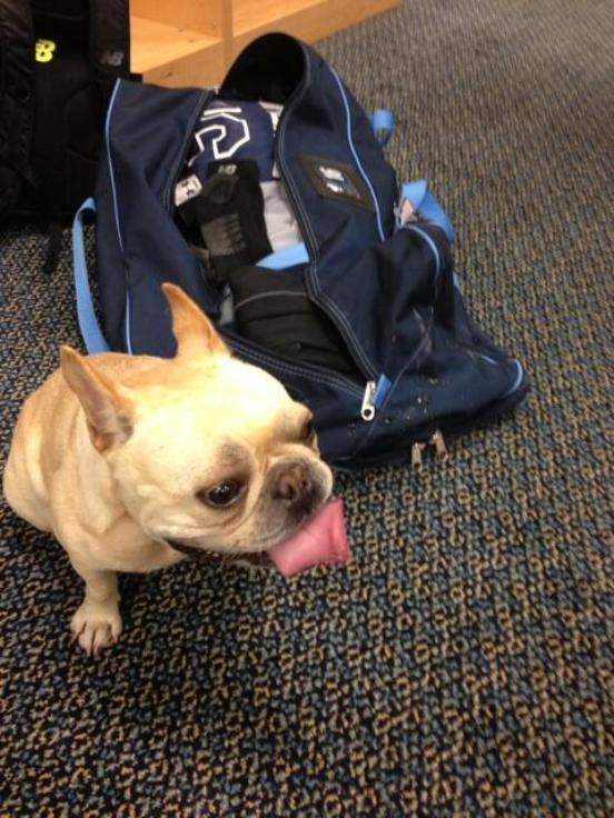 David Price's dog urinated on teammate's bag