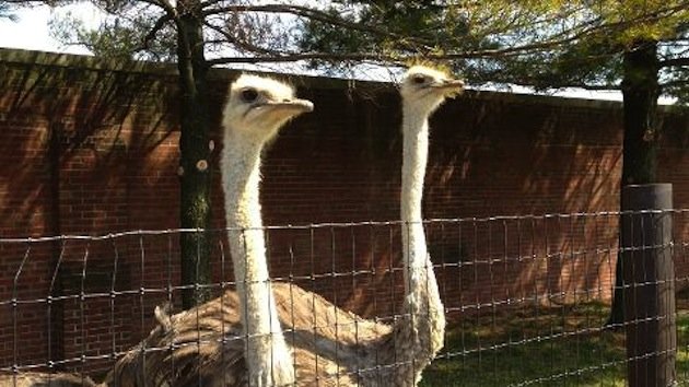 Real, live ostriches joining the Philadelphia Phillies’ Double-A team this season