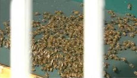 Bees swarm Royals' dugout (Video)
