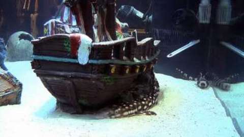 Pirates bullpen puts in a shark tank (Video)