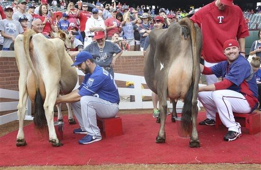 Rangers and Royals face off in egg toss and cow-milking contests