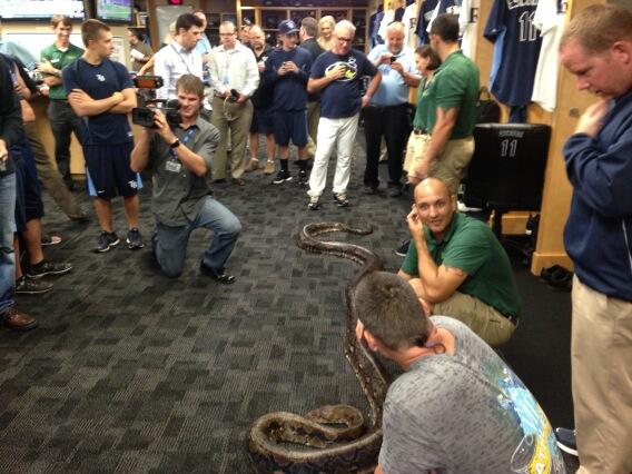 Rays manager Joe Maddon Has 20-Foot Snake Brought Into Rays’ Clubhouse! Why? Because he's Joe Maddon (Photos)