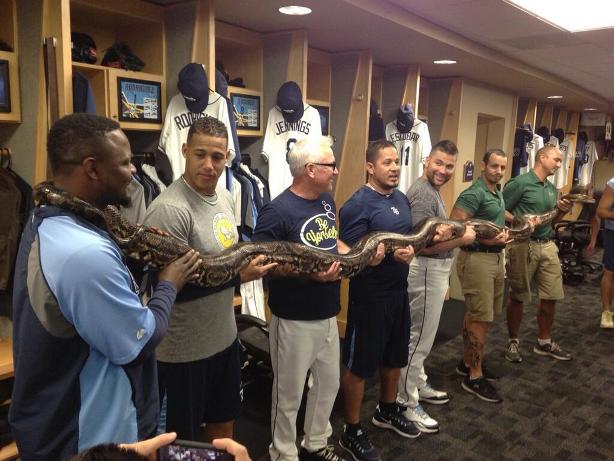 Rays manager Joe Maddon Has 20-Foot Snake Brought Into Rays’ Clubhouse! Why? Because he's Joe Maddon (Photos)