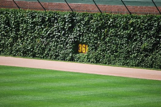 Men arrested for trying to steal Wrigley Field ivy