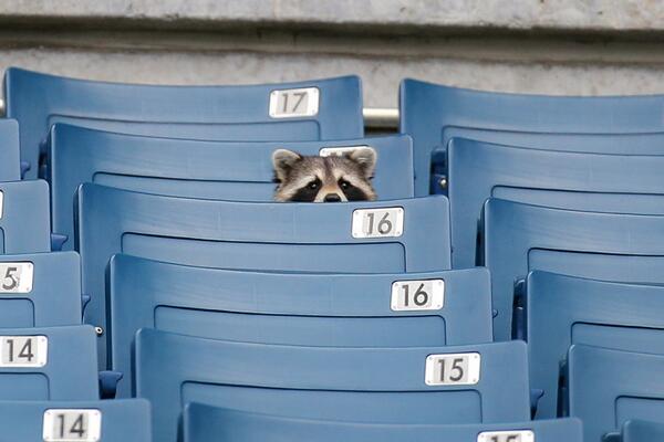 Raccoon Scouts Yankees Spring Training