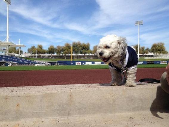 Stray dog named after Hank Aaron becoming talk of Brewers camp