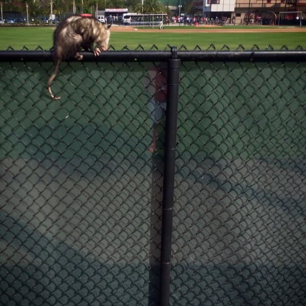 A possum invades Phillies spring training (Pic)