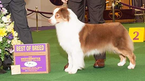 Ryan Hanigan's dog wins best in Australian shepherd breed at Westminster Dog Show
